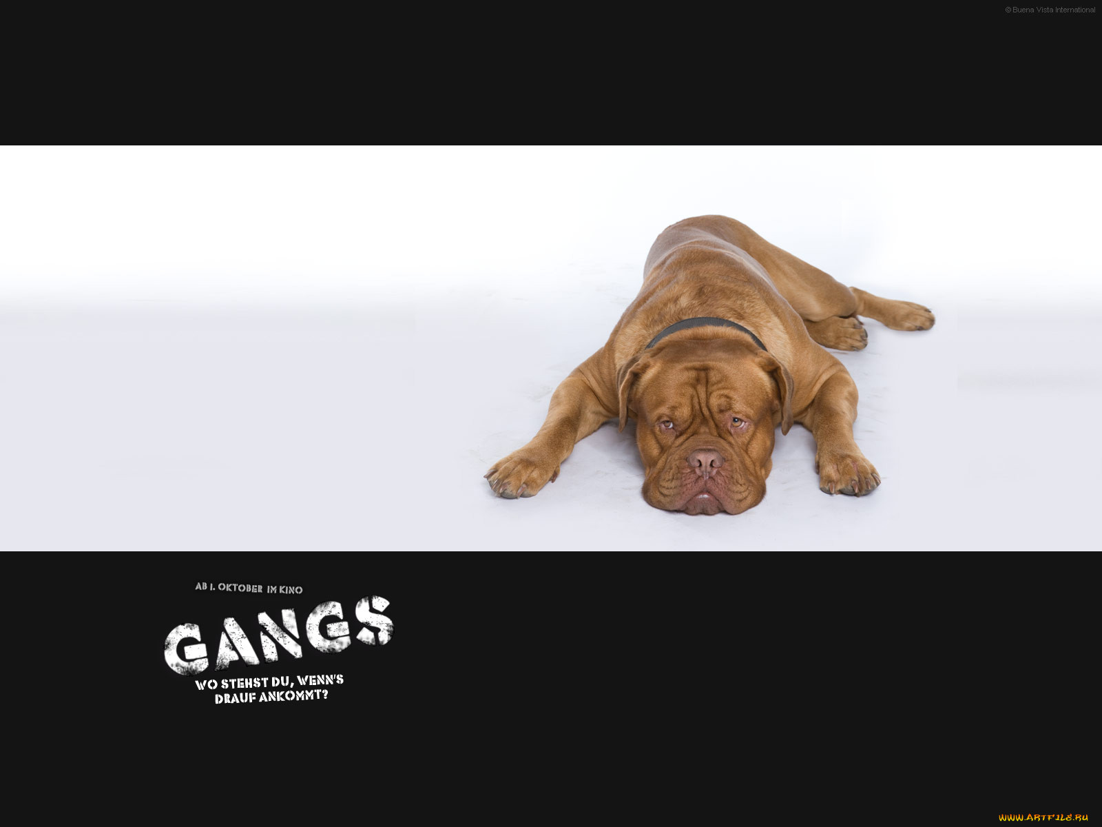 gangs, , 